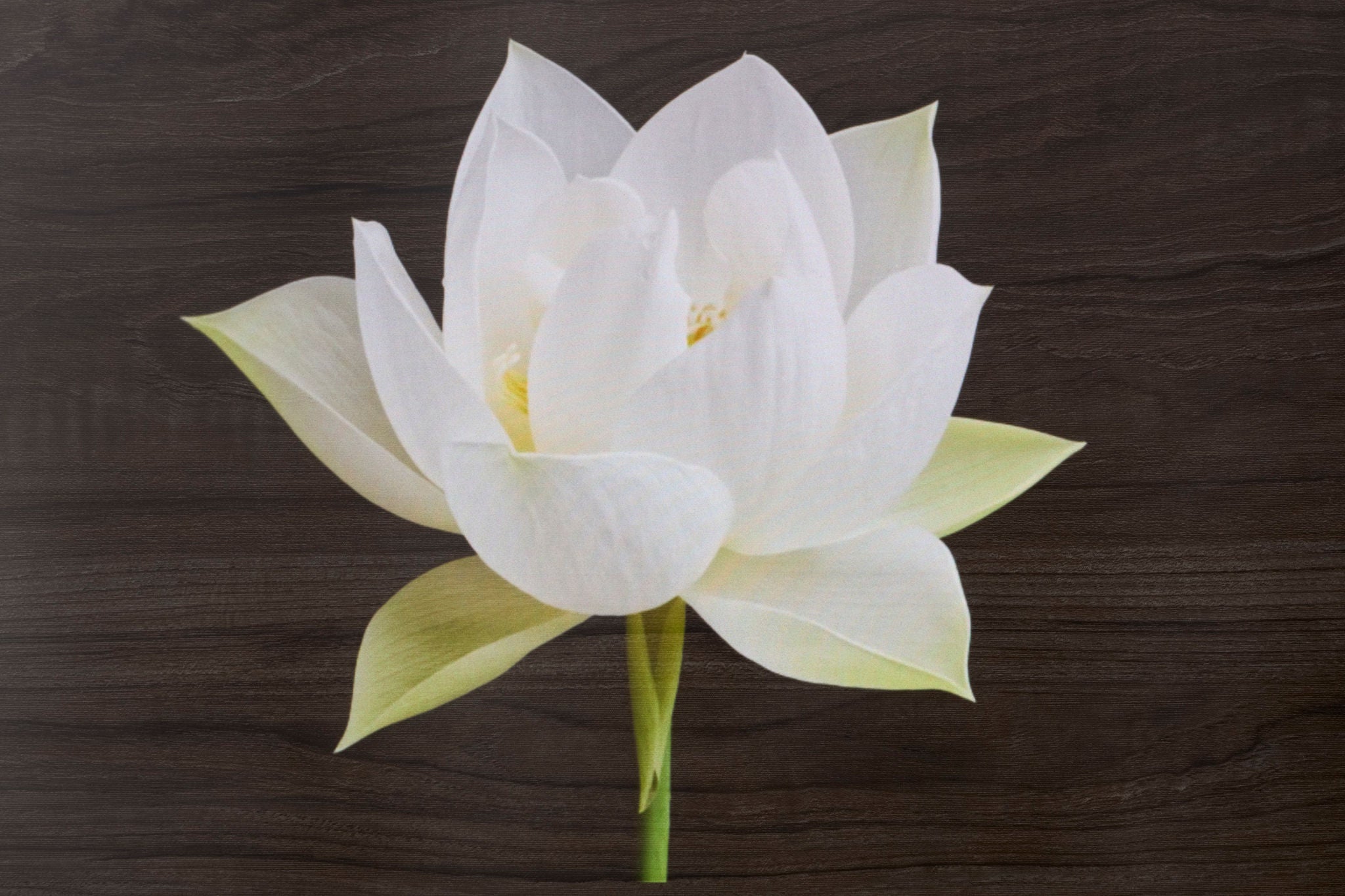 （右）量産する「ディスプレイ対応加飾フィルム」は、色や加飾柄の影響を受けずに鮮明な表示が可能