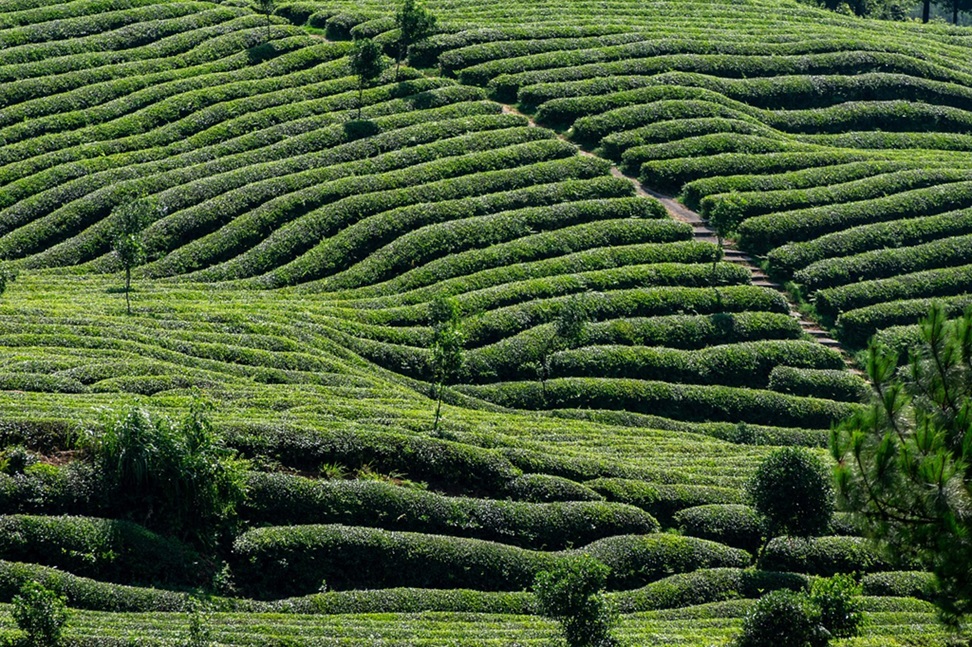 Rows of lush green tea plants in a Japanese plantation