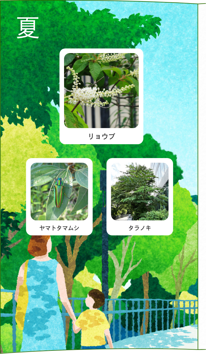 夏 リョウブ ヤマトタマムシ タラノキ