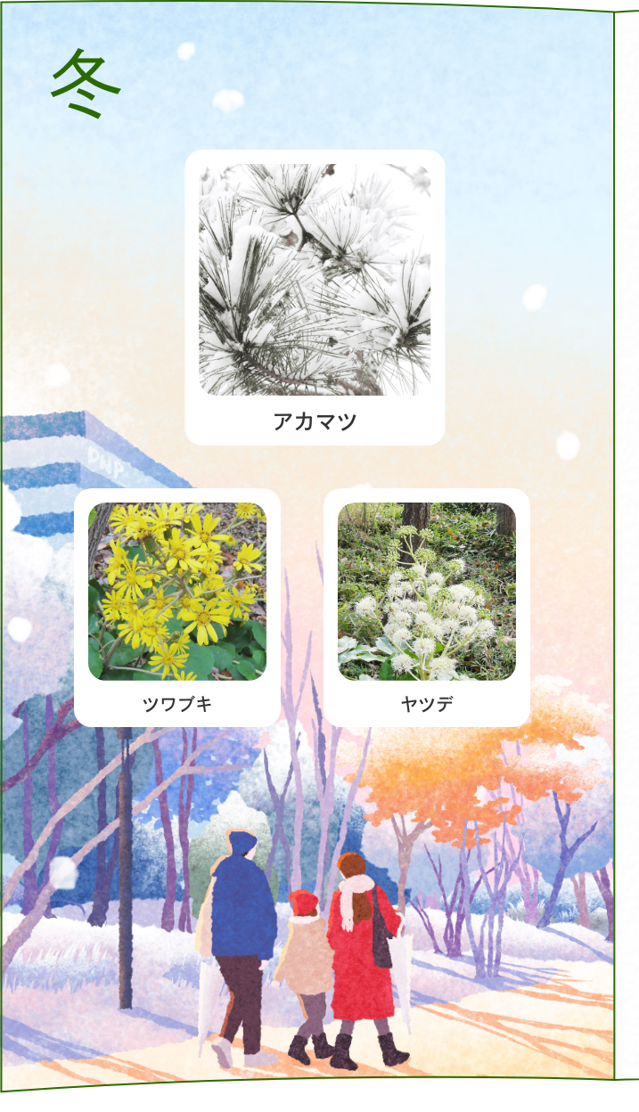 冬 アカマツ ツワブキ ヤツデ