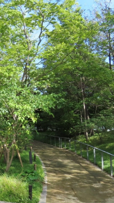 武蔵野の雑木林を再現した市谷の杜の遊歩道